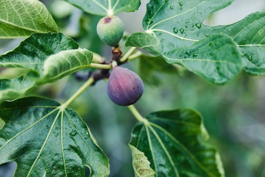 These Fruit Trees Turn CO₂ Into Stone – And Might Just Save the Planet