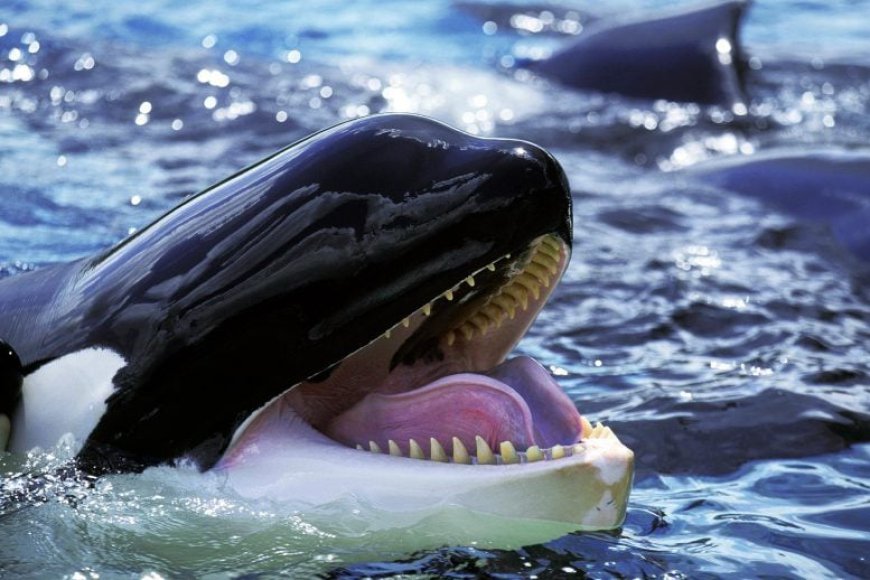 Killer Whales Are Giving Fish to Humans Worldwide – What’s Going on?