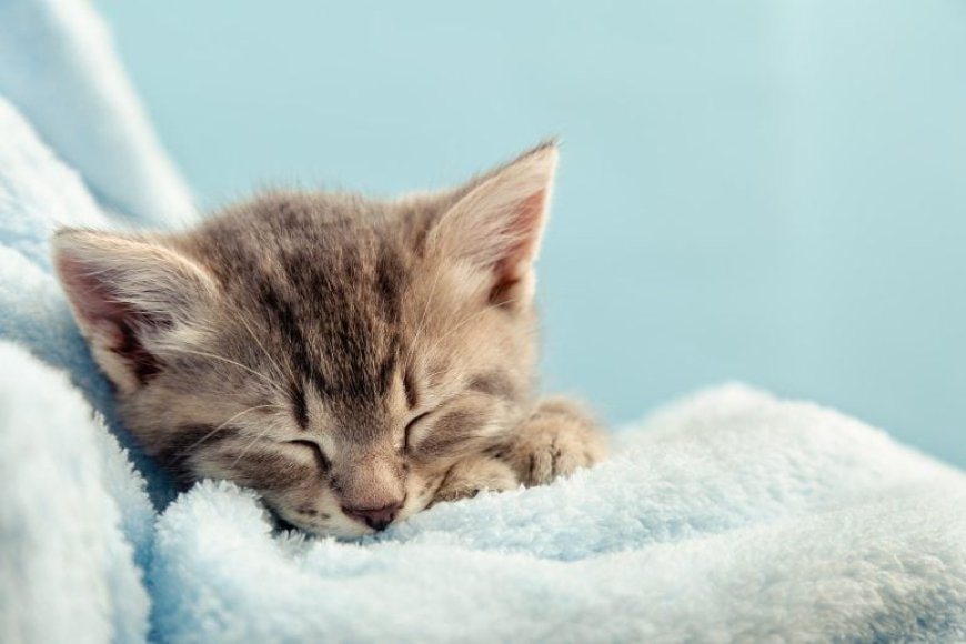 Scientists Reveal Why Cats Always Sleep on Their Left Side