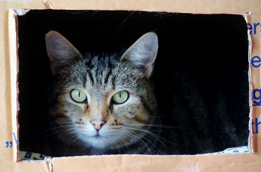 Of cats and boxes: A paradox of Schrödinger’s paradox