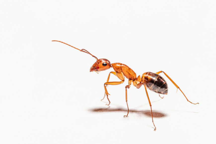 Fire Ant Journal #19 Out Now!