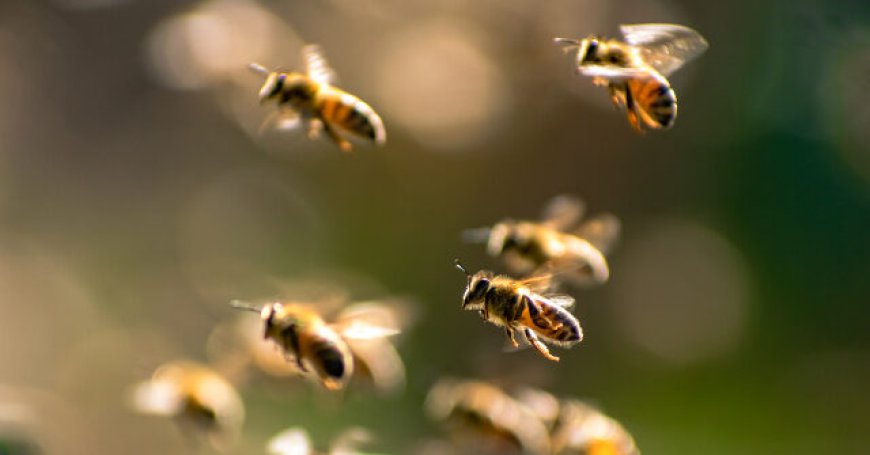 Two Dozen Injured When Bees Attack French Town