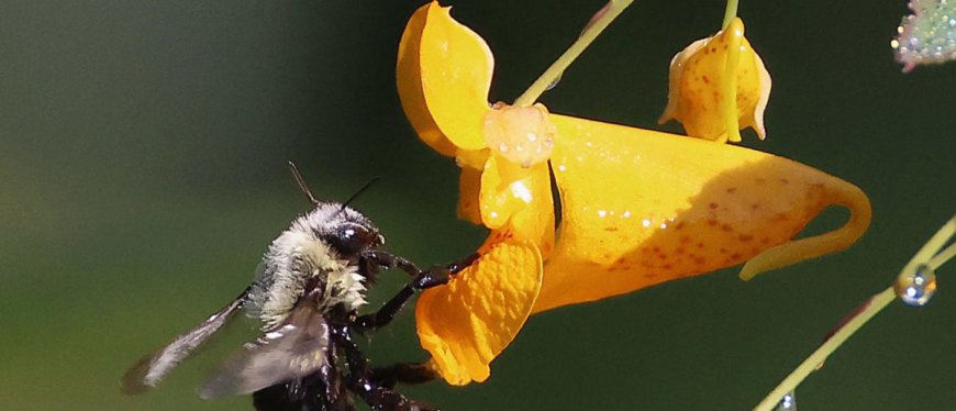 REPORT: Bees Kill Man In Arizona, Send Two Others To Hospital