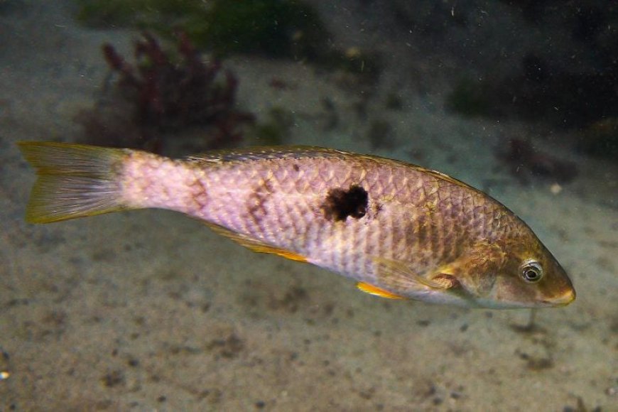Instant Sex Swap: How a Female Fish Becomes a Male Boss in Minutes