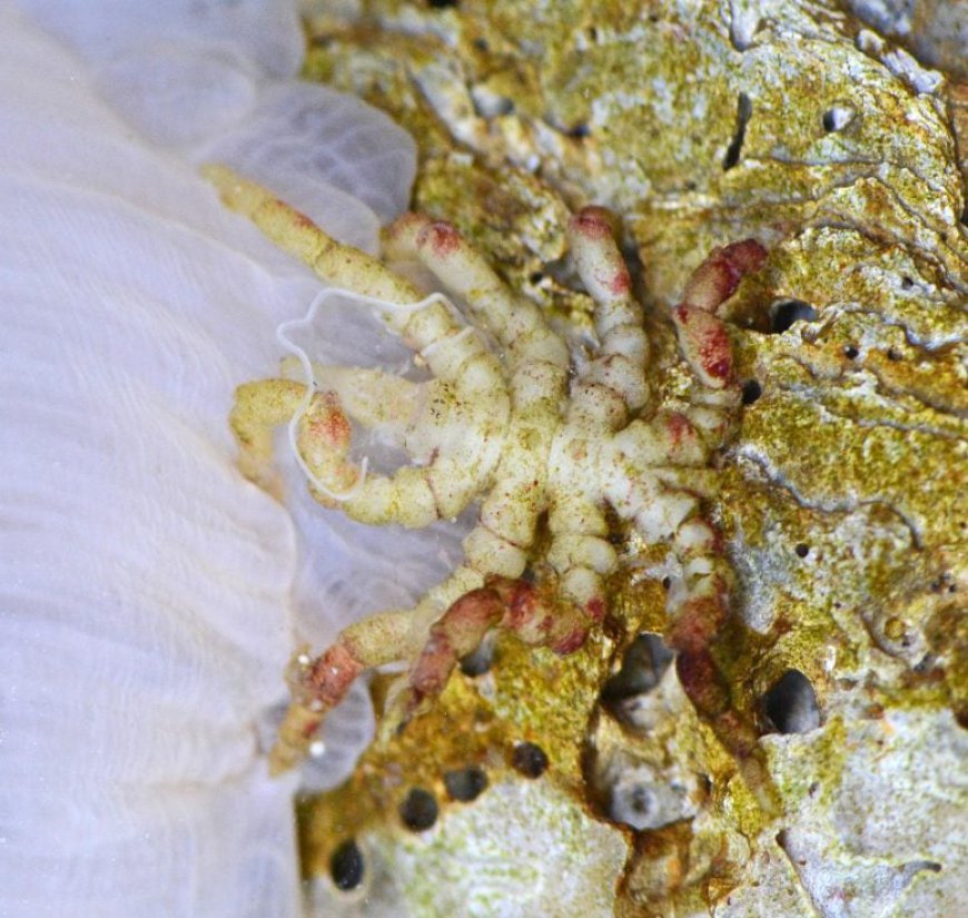 Sea Spider Shock: Missing Gene, Vanishing Body, Evolution’s Strangest Plot Twist