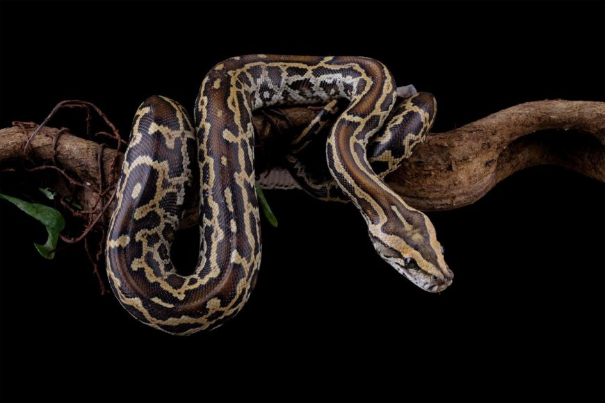 Newly Discovered "Bone-Digesting" Cells Help Burmese Pythons Consume Every Last Bit Of Their Prey