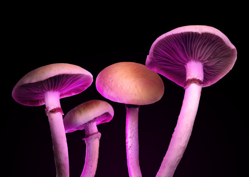 Psilocybin Shows Potential In Slowing Human Cell Aging And Increasing Lifespan In Mice