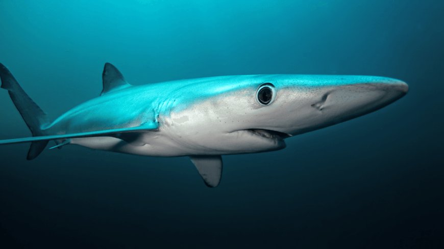 Blue Sharks’ Freaky Tooth-Skin Makes It Possible For Them To Change Color To Green And Even Gold