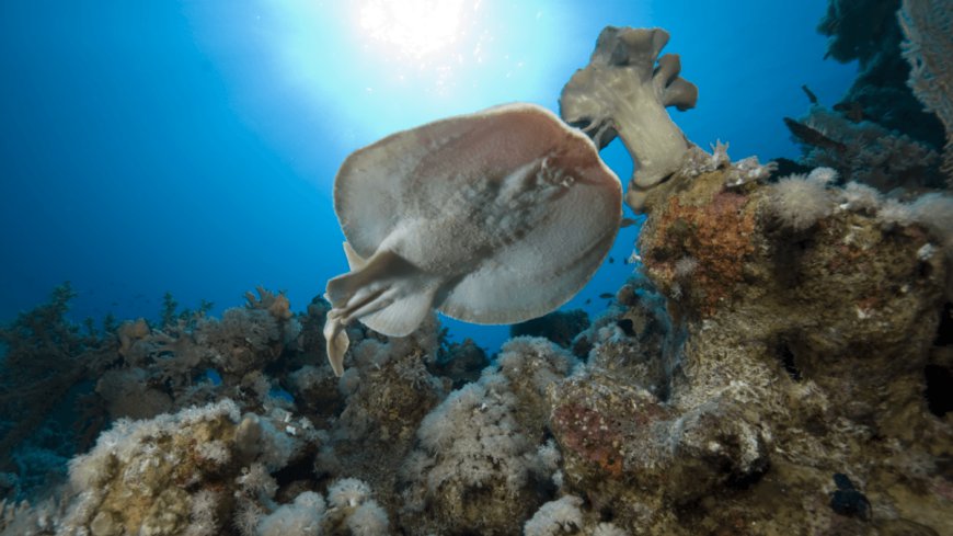 For The First Time, Wild Rays Have Been Filmed Telling Sharks To "Back Off!" With Electric Shocks