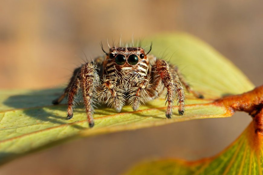 Jumping Spiders: With Cute Eyes And Complex Behavior, They're Nature's Most Charismatic Arachnids