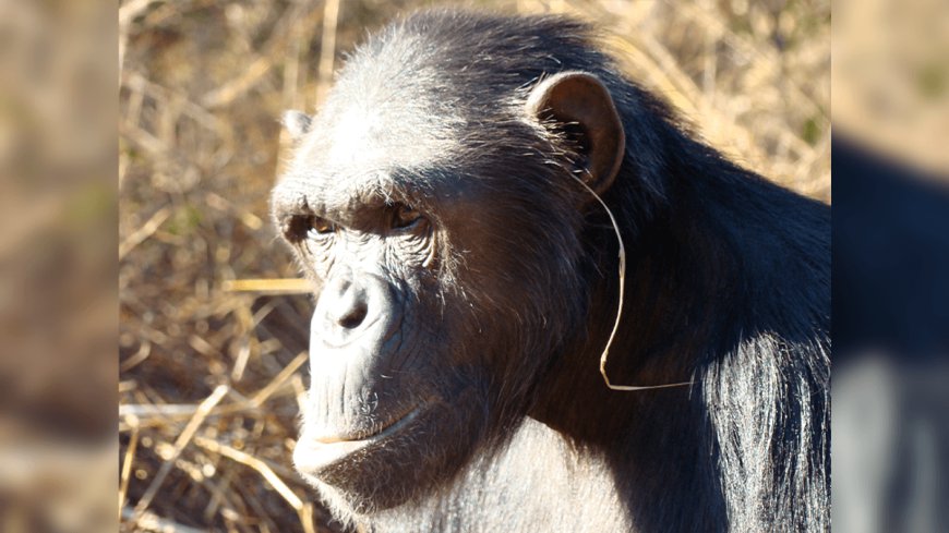 Chimps Are Sticking Grass In Their Ears And Rears As They Embrace “Pointless” Fad