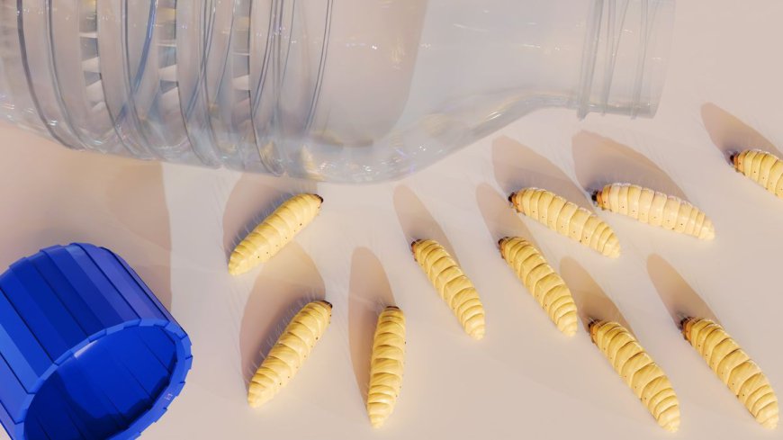 Very Hungry "Plastivore" Caterpillars Get Fat From Eating Plastic