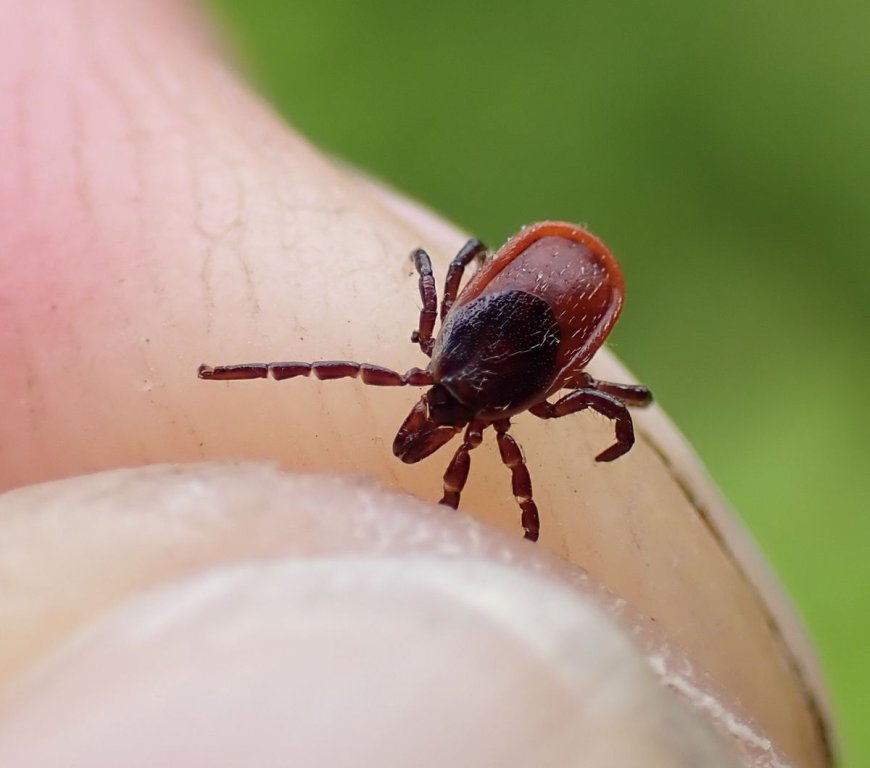 Tick Bites Are Nearing Record Highs In Some US States – Why Is This Season So Bad?