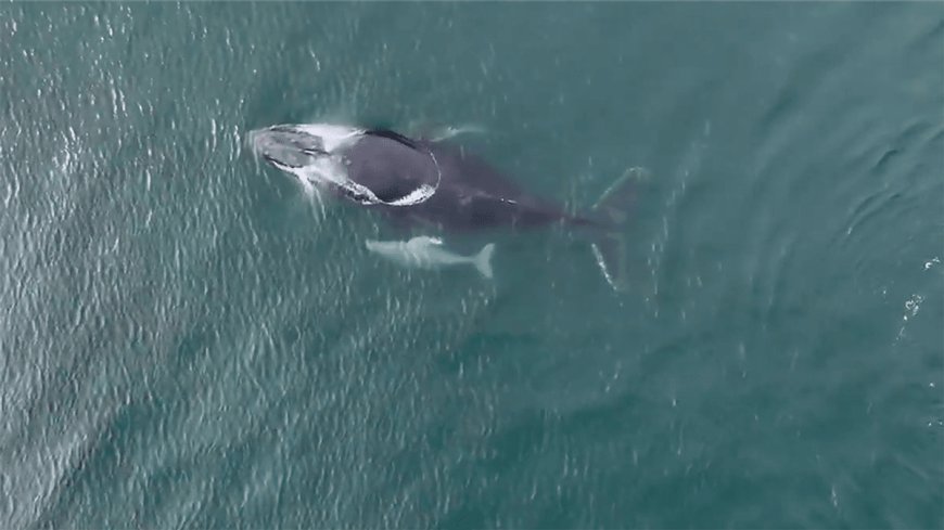 Rare White Humpback Whale Calf Filmed By Drone Off Australia's East Coast