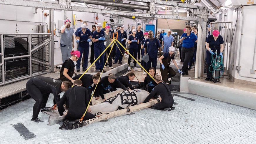 Kimalu The Beluga Whale Undergoes Pioneering Surgery And Becomes First Beluga To Survive General Anesthetic