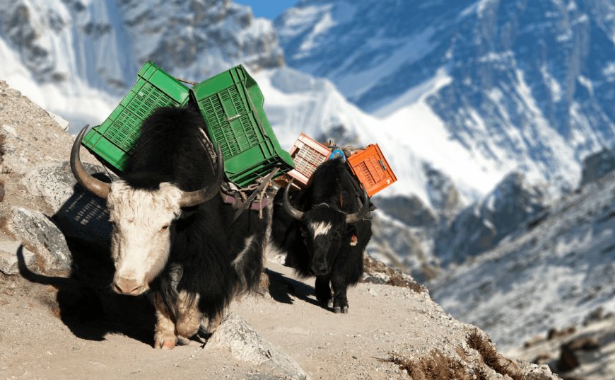 Dzo: Hybrids Beasts That Are Perfectly Crafted For Life On Earth's Highest Mountains