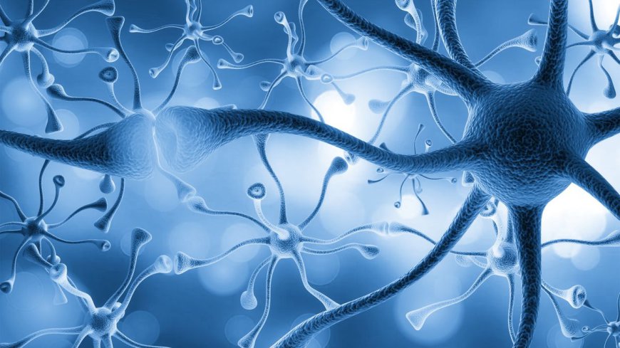 Neurogenesis Confirmed: Adult Brains Really Do Make New Hippocampal Neurons