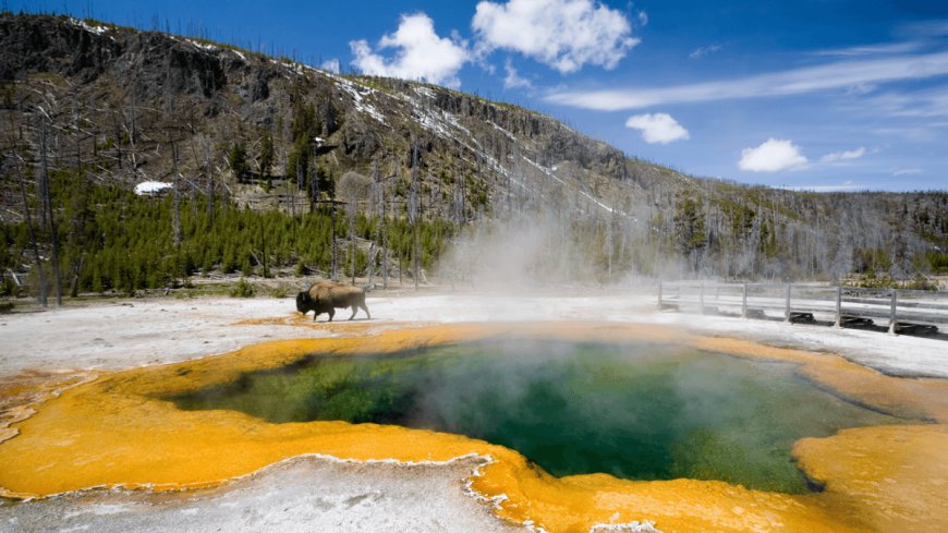 Grisly Incident In Yellowstone National Park Shows Just How Dangerous This Vibrant Wilderness Can Be