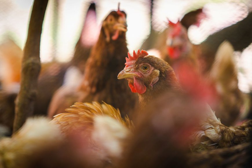 RFK Jr Suggested Letting Bird Flu Run Through Farms – Experts Still Think It’s A Bad Idea