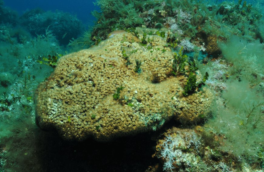 Shockingly High Microplastic Levels Found On Remote Mediterranean Coral Reef Island