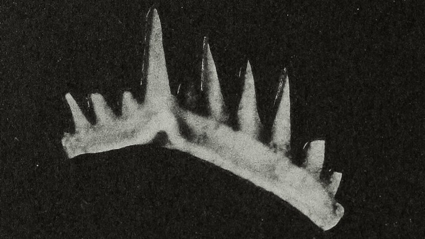 This Long-Extinct Animal Once Possessed The Sharpest Teeth On Planet Earth
