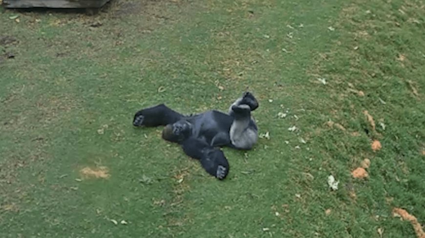 Adorable Video Proves Not All Gorillas Hate The Rain. It Might Even Win One A Mate