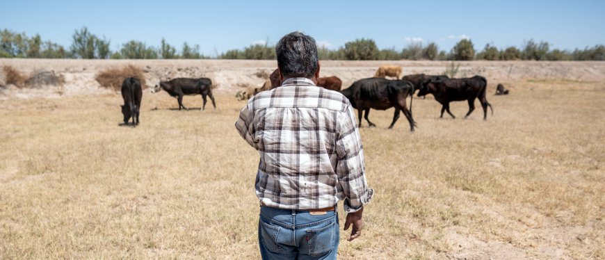 Trump Admin Ramps Up Fight Against ‘Flesh Eating Parasite’ Threatening US Cattle Industry