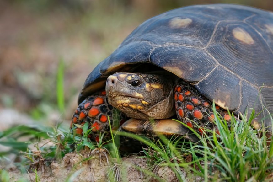 Tortoises Have Feelings Too, Or At Least Moods