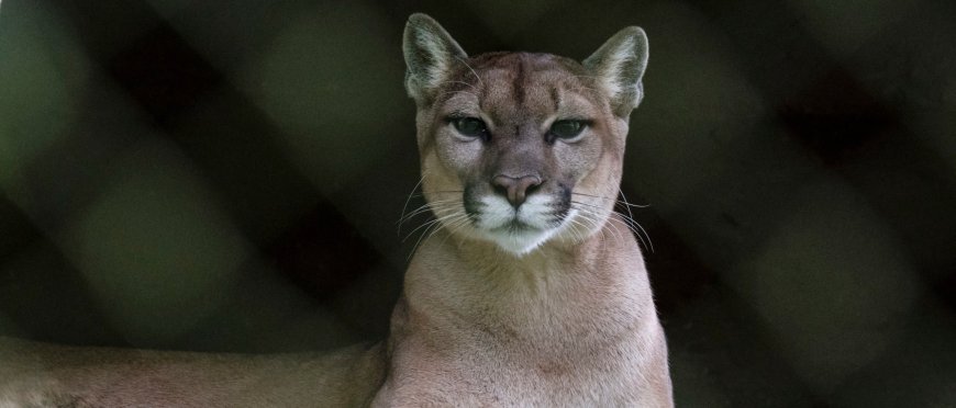 Woman Gets Stalked By Mountain Lion In Pure Nightmare Fuel Video