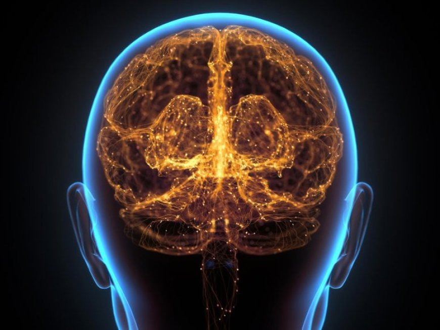 Brain Cells Keep Growing Even in Old Age, Study Finds