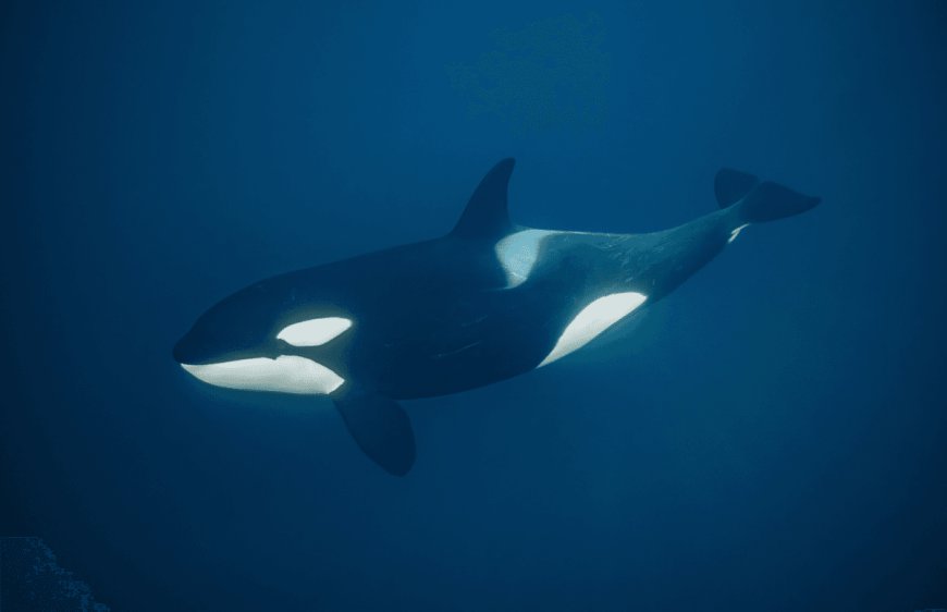 Why Do Orcas Have White Spots?