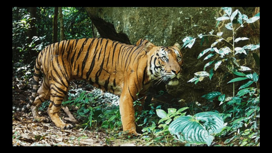 "Powerful Image" Of One Of The World’s Rarest Tigers Exposes The Real Danger In Taman Negara