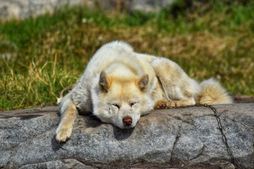 DNA From Greenland Sled Dogs – Maybe The World's Oldest Breed – Reveals 1,000 Years Of Arctic History
