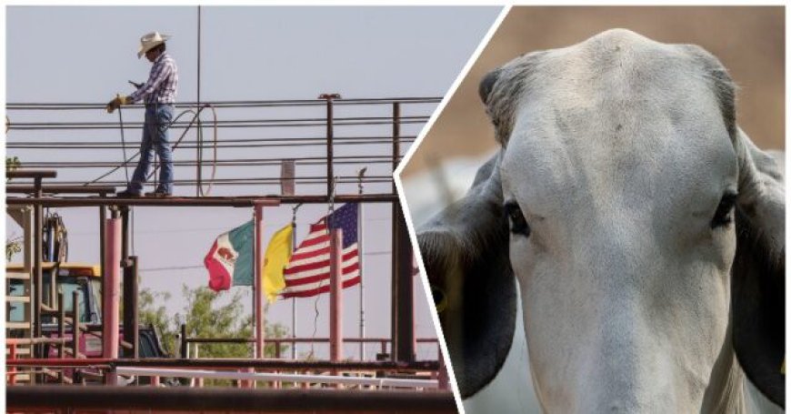 Mexico’s President Claims U.S. is Exaggerating After Border Closed to Livestock Over Screwworm Spread