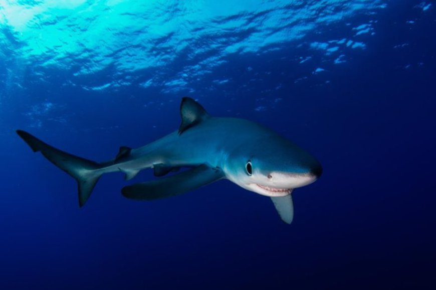 These Sharks Don’t Just Glow Blue – They Use Nanotech to Shift Color Underwater