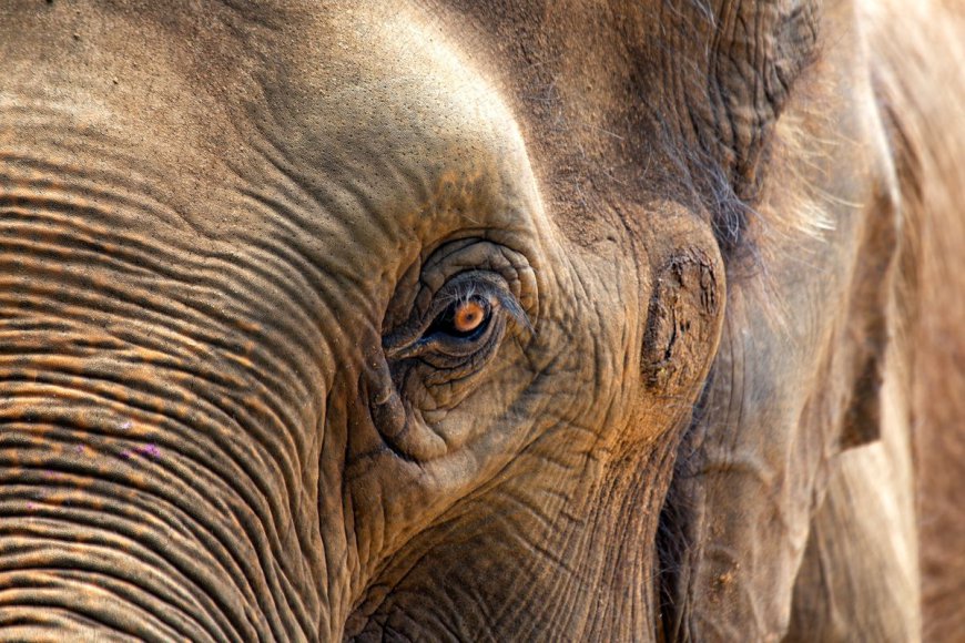 At Over 100 Years Of Age, The World's Oldest Elephant Passes Away In India