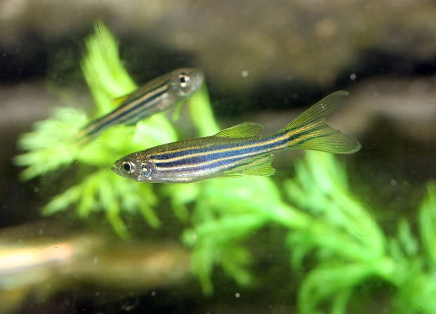 Zebrafish “Catch” Yawns Just Like Us – We Might Need To Rethink Evolution To Account For That