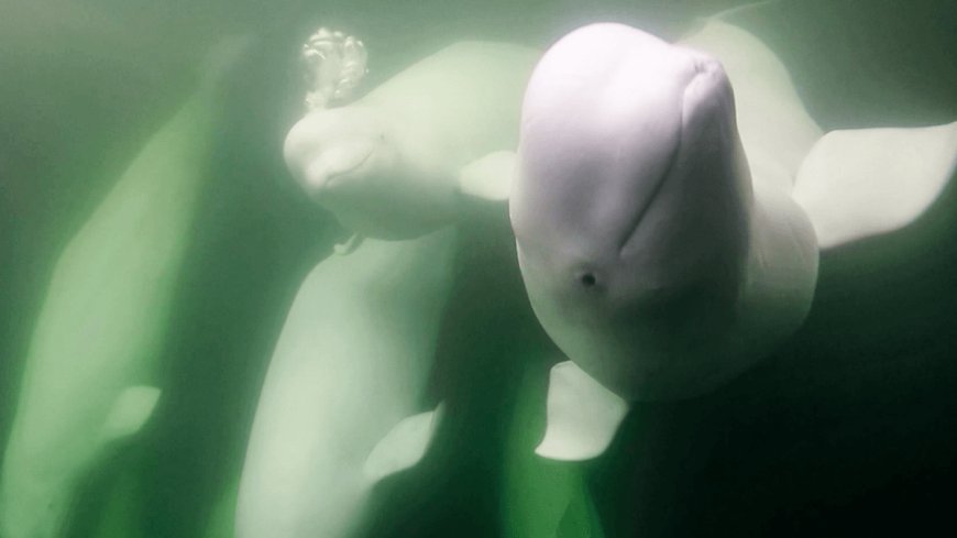 Beluga Whales Shake Their Blob-Like Melons To Say Hello And Even Woo A Mate, But How?