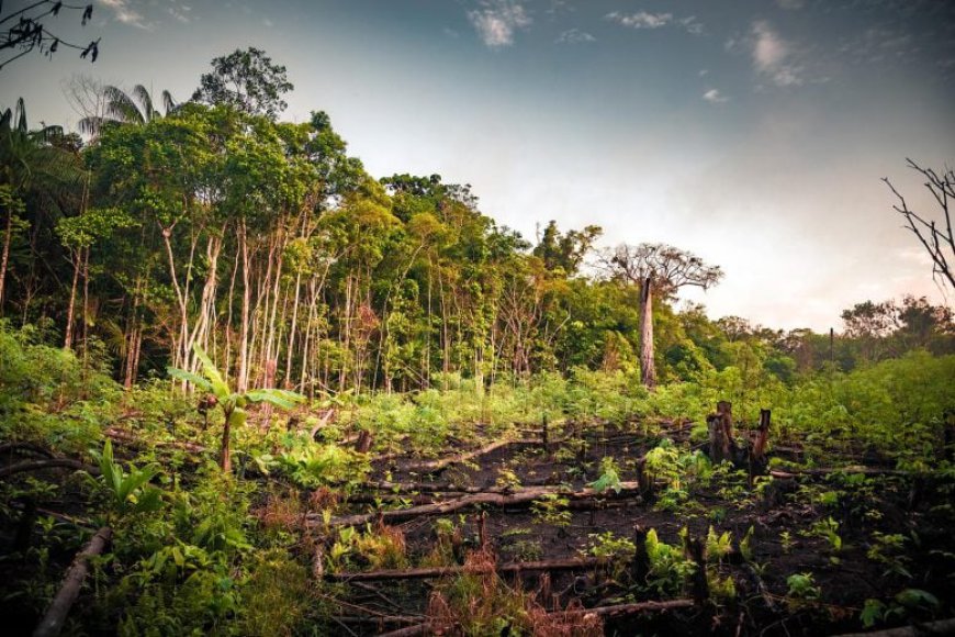 The 200-Year Tree Delay That Could Cost Us the Forests We Love