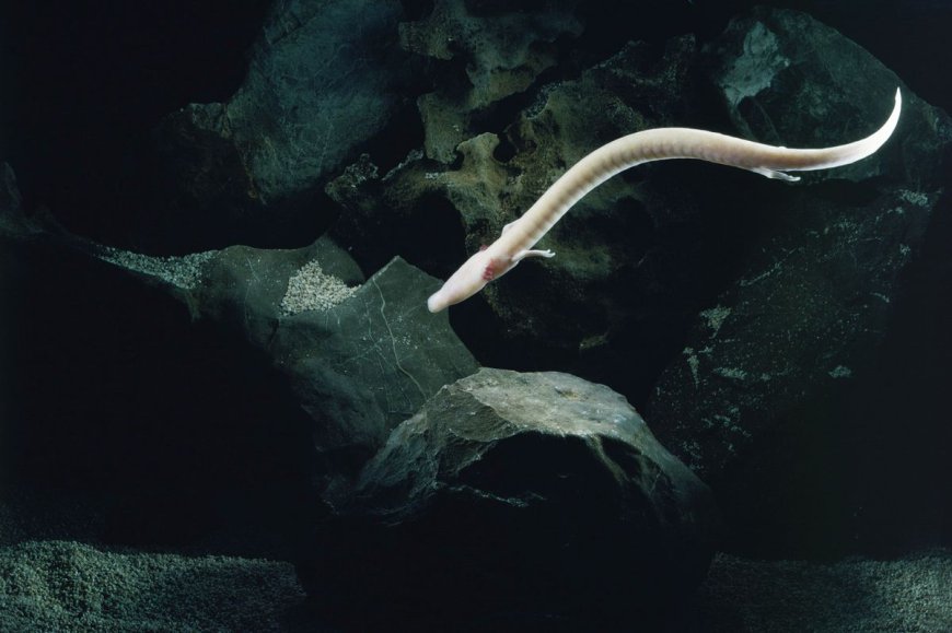Scientists Tracked An Olm For 2,569 Days And It Did Not Move An Inch