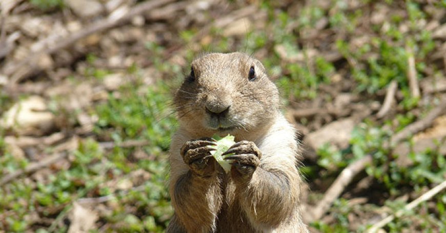 Health Officials: Caution Urged Around Sick Animals After Plague Kills Arizona Resident