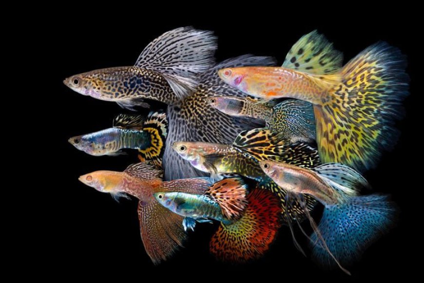 The Sex Lives of Guppies Just Got Way More Colorful