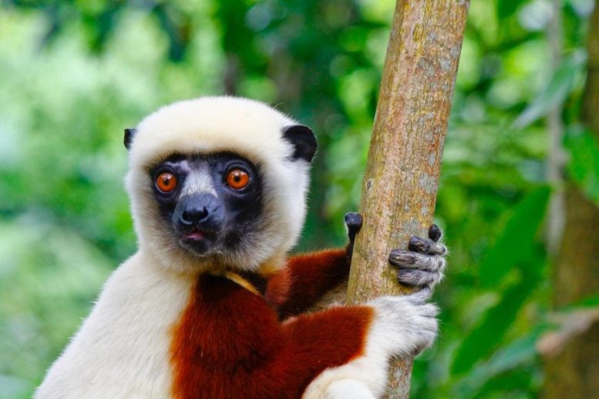 Lemurs Age Without Inflammation – Can Humans Do the Same?