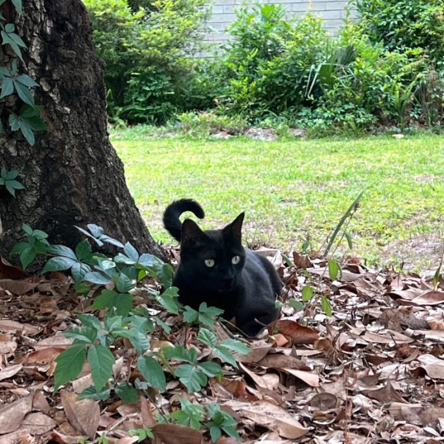A Cat, a Shrew, and a Hidden Virus: The Wild Story of a Backyard Discovery