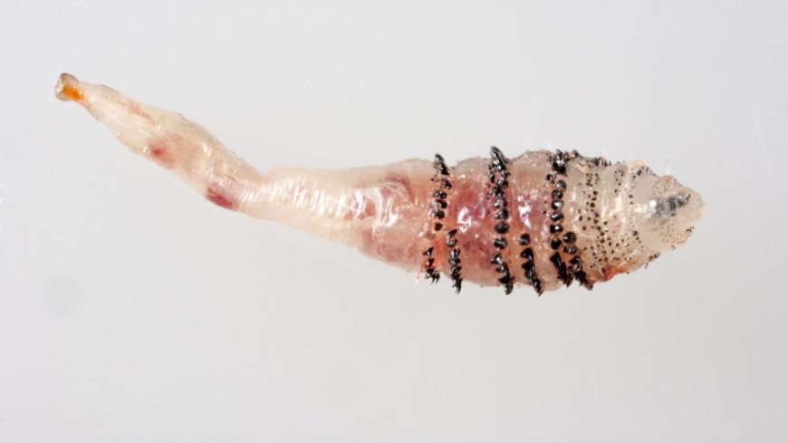 Human Botfly: Say Hello To The Parasite That Would Love To Get Under Your Skin