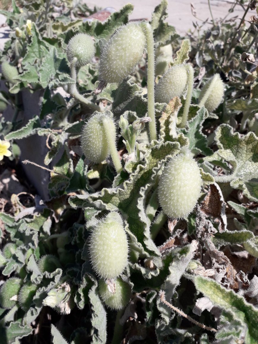 Squirting Cucumbers, World’s Least SFW Fruit, Caught Exploding On Camera