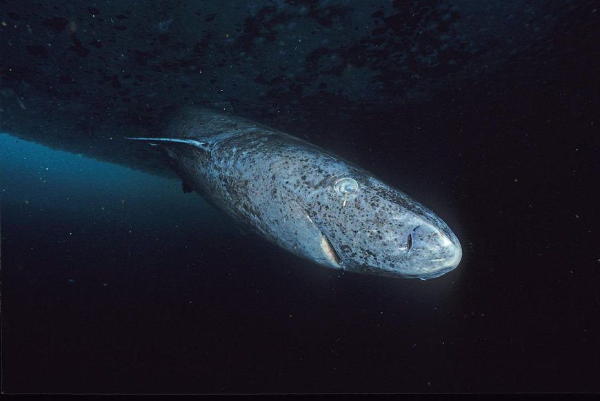 We've Just Found Out Where The World's Longest-Living Vertebrate Has Its Babies