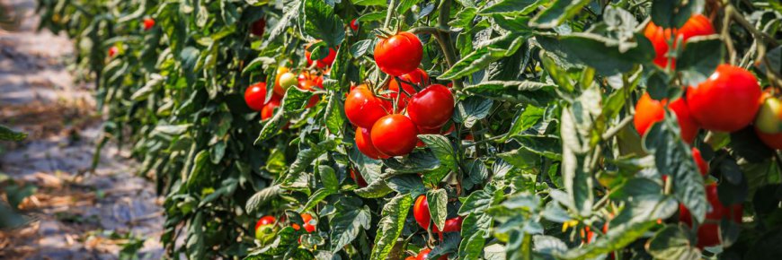For The First Time, An Animal Has Been Shown Responding To Plant-Produced Sounds