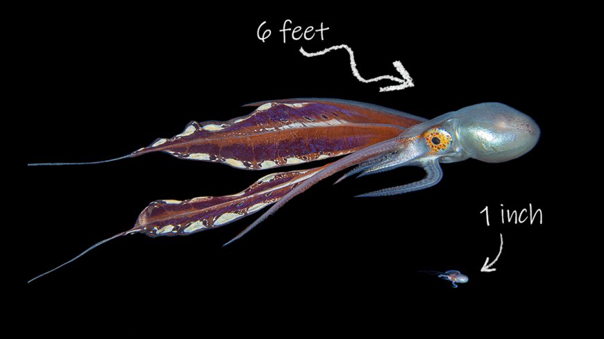 The Blanket Octopus Has The Most Extreme Sexual Dimorphism In The Animal Kingdom