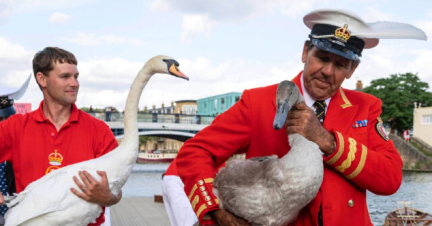 Britain's Annual Royal Swan Census Kicks Off